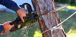 Reliable Lake View, AL Tree Services Solutions